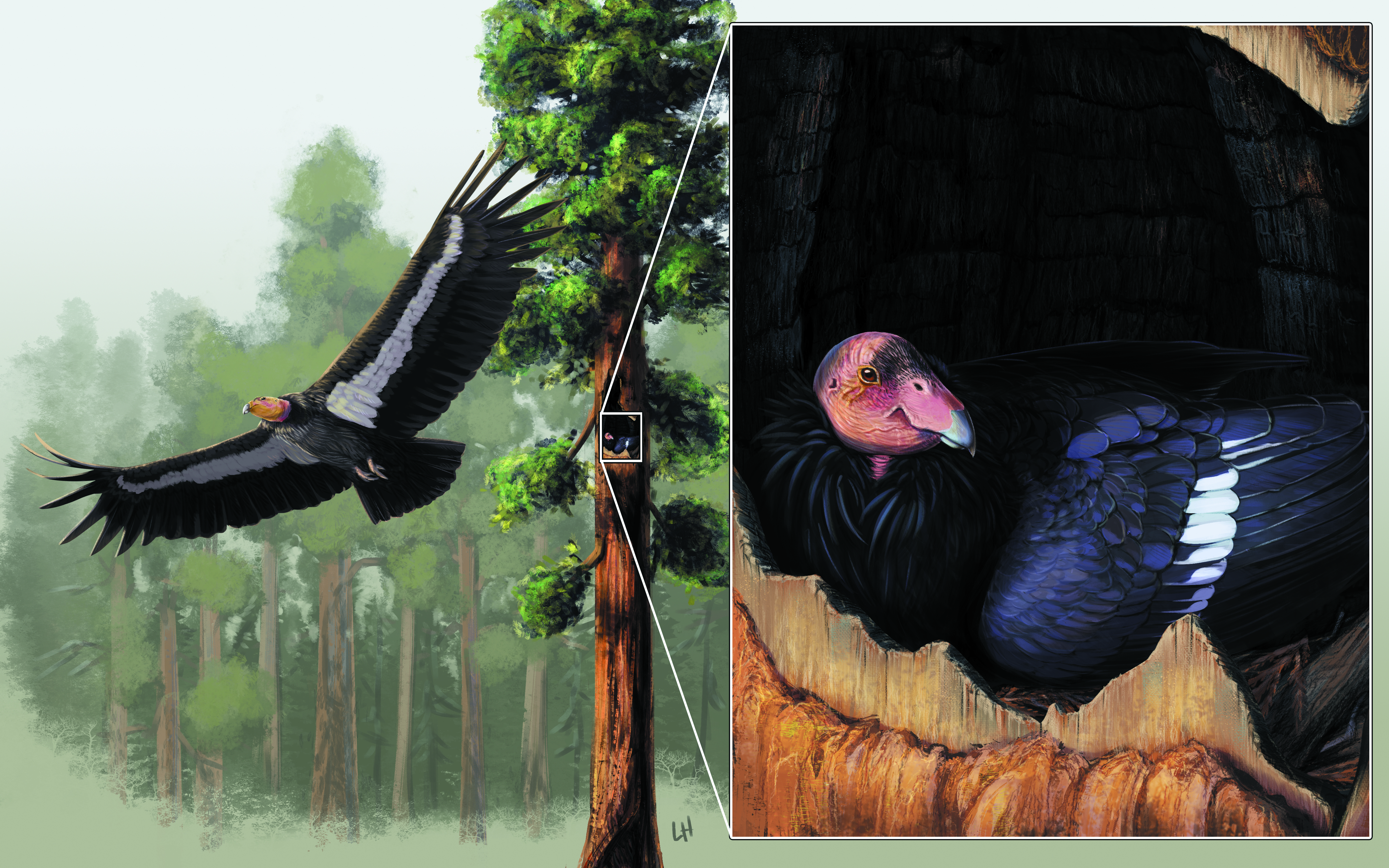 Scientific Art and Illustration - Lauren Helton