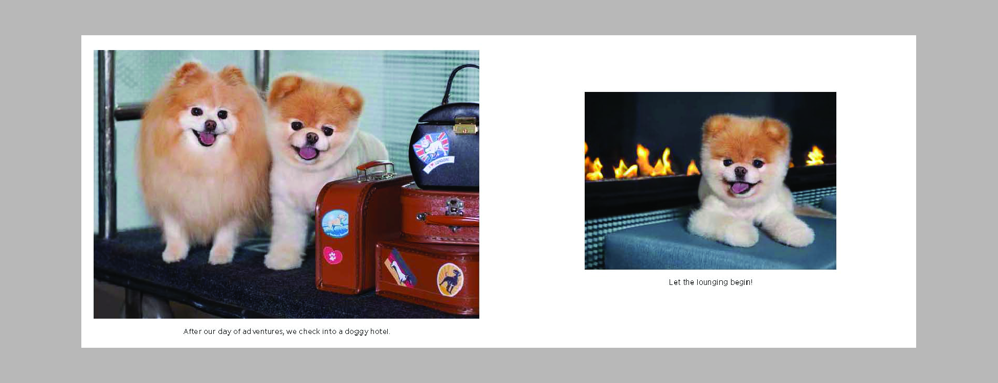 boo little dog in the big city