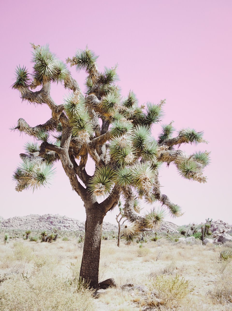 JOSHUA TREE FALL SERIES - KRISTIN HART STUDIOS