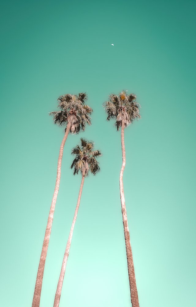 PALM SPRINGS - Kristin Hart Studios