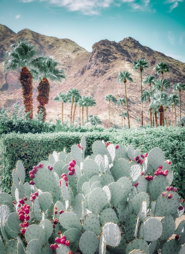 PALM SPRINGS - Kristin Hart Studios