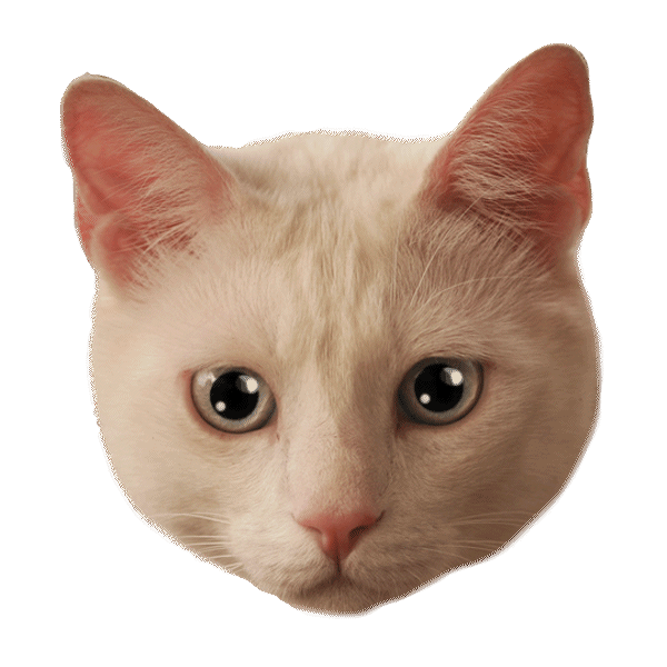 catwang cat face