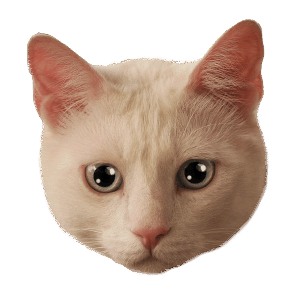 Кот без фото